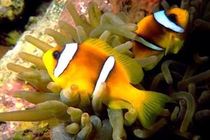 Pesce pagliaccio (Amphiprion bicinctus)