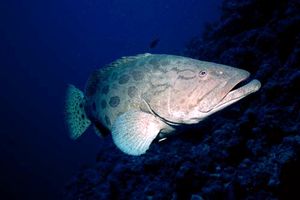 Cernia 'potato cod' (Epinephelus tukula)