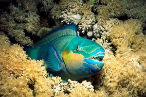 Pesce pappagallo (Scarus sordidus)