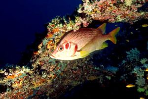 Pesce scoiattolo spinoso (Sargocentron spiniferum)