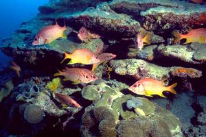 Pesce scoiattolo spinoso (Sargocentron spiniferum)