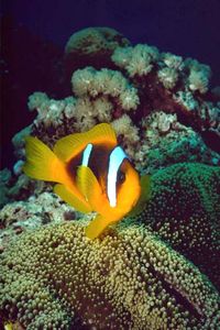 Pesce pagliaccio (Amphiprion bicinctus)