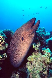 Murena gigante (Gymnothorax javanicus)