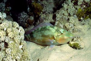 Pappagallo a muso lungo (Hipposcarus harid)