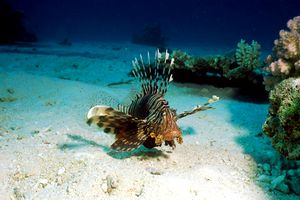 Pesce cobra (Pterois miles)