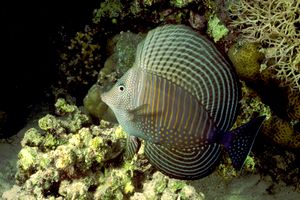 Pesce chirurgo zebra (Zebrasoma desjardinii)