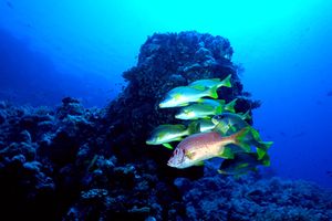 Grugnitore (Plectorhynchus gaterinus)