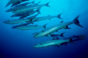 Barracuda pinna nera (Sphyraena qenie)