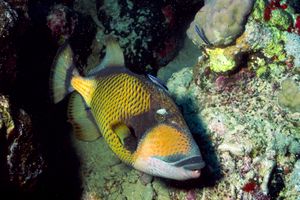 Pesce balestra (Balistoides viridescens)