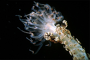 Attinia alice (Alicia mirabilis)