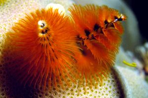 Anellide albero di natale (Spirobranchus giganteus)