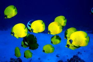 Pesce farfalla semimascherato (Chaetodon semilarvatus)