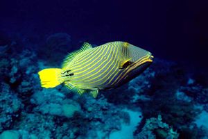 Pesce balestra striato (Balistapus undulatus)