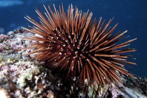 Riccio femmina (Paracentrotus lividus)