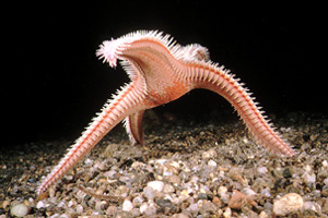 Stella pettine (Astropecten auranciacus)