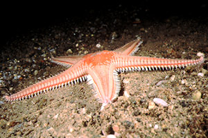 Stella pettine (Astropecten auranciacus)