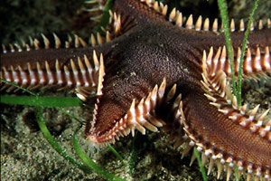 Stella pettine bruna (Astropecten bispinosus)