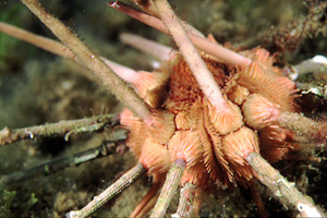 Riccio matita (Stylocidaris affinis)