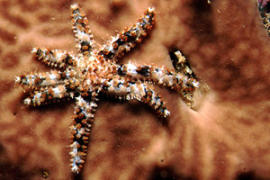 Stella marina spinosa minore (Coscinasterias tenuispina)