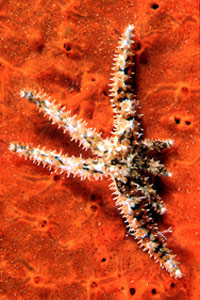 Stella marina spinosa minore (Coscinasterias tenuispina)