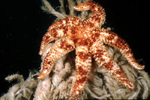 Stella marina spinosa minore (Coscinasterias tenuispina)