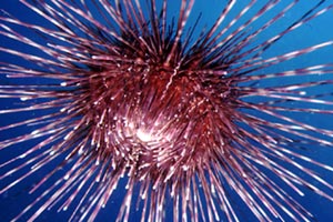 Riccio diadema (Centrostephanus longispinus)