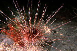 Riccio diadema (Centrostephanus longispinus)