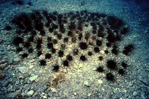 Riccio diadema (Centrostephanus longispinus)