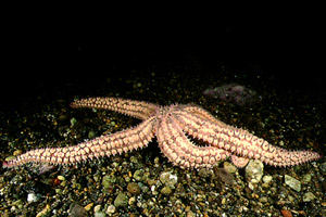 Martasteria (Marthasterias glacialis)