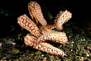 Martasteria (Marthasterias glacialis)