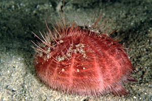 Spatango (Spatangus purpureus)