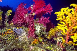 Murena (Muraena helena)