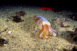 Calamaro (Loligo vulgaris)