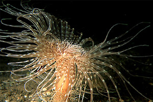 Cerianto (Cerianthus solitarius)