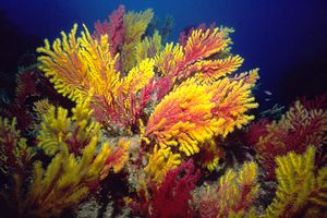 Gorgonia rossa (Paramuricea clavata)