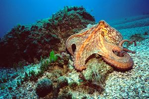 Polpo comune (Octopus vulgaris)