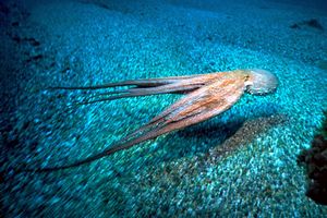 Polpo comune (Octopus vulgaris)