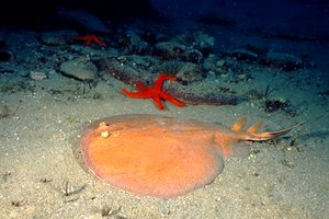 Torpedine (Torpedo torpedo)