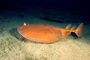 Torpedine (Torpedo torpedo)