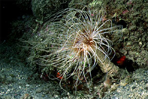 Cerianto (Cerianthus membranaceus)