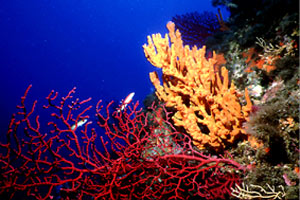 Spugna (Clathria coralloides)