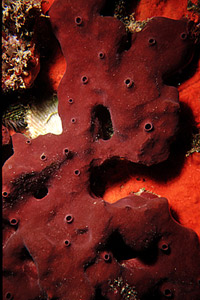 Spugna (Petrosia ficiformis)
