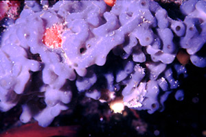 Spugna (Oscarella lobularis)