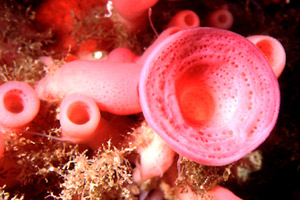 Spugna a canne d'organo (Haliclona mediterranea)