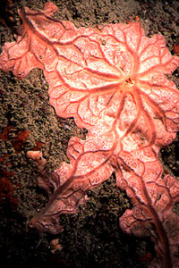 Spugna rossa (Spirastrella cunctatrix)