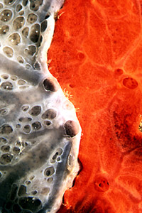 Spugna incrostante blu (Phorbas tenacior)