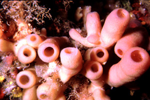 Spugna a canne d'organo (Haliclona mediterranea)