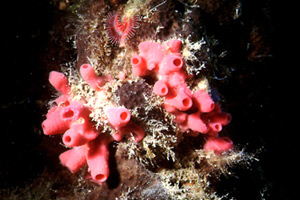 Spugna a canne d'organo (Haliclona mediterranea)