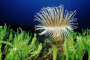 Cerianto (Cerianthus membranaceus)