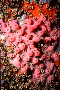 Spugna a canne d'organo (Haliclona mediterranea)